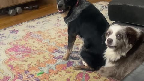 Blue Heeler Twerks To Annoy Sibling