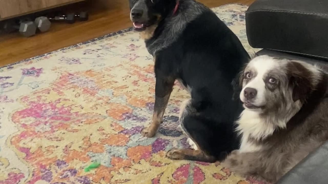 Blue Heeler Twerks To Annoy Sibling