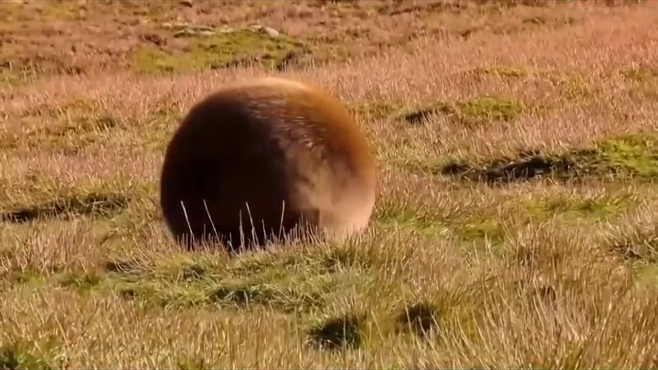 😂🤣 Watch Haggis Run for Its Life! The Great Scottish Haggis Roundup | FunFM