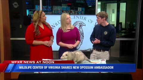 New animal ambassador for the wildlife center of Virginia