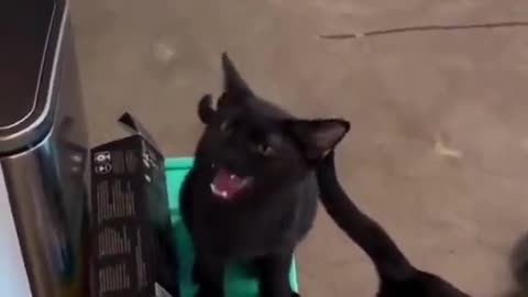 Bro meows like oval magnets 😅😍