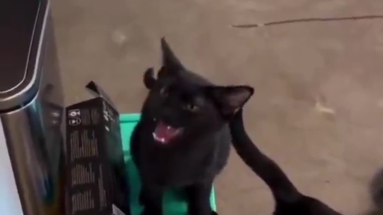 Bro meows like oval magnets 😅😍