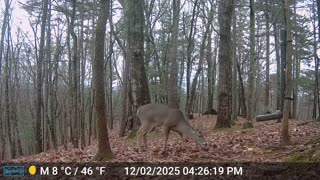 The Woods – 12/03/2025