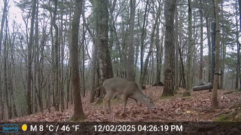 The Woods – 12/03/2025