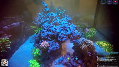 24/7 Real Live Reef Stream