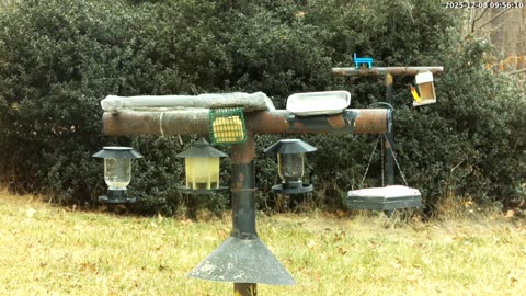 Bird Feeder in Western Maryland USA