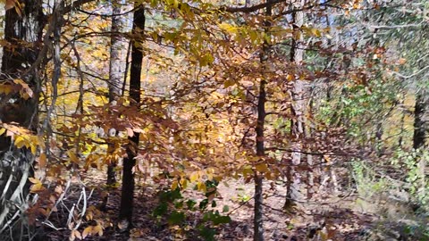 Moved my campsite across the road 🛣️