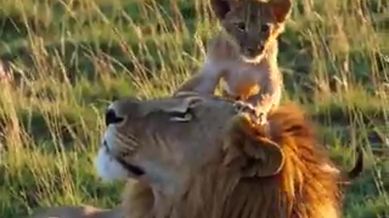 Prince Simba and his father Mufasa, the king | funny video | crazy clips