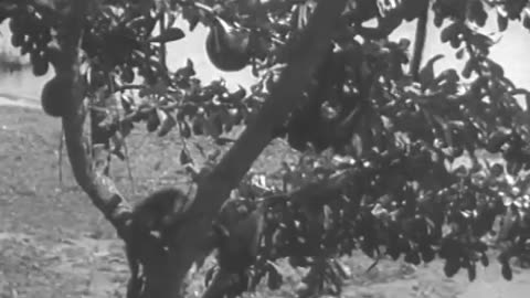 Ford Brazil - Ford Brazil - fc-fc-1829