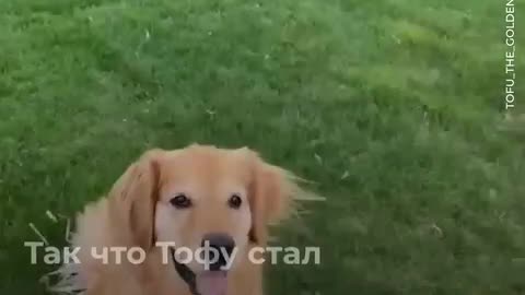 The cutest Russian commercial of all time - The dog simply adores people.