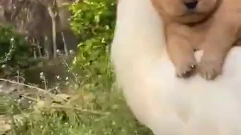 Rooster Ride Puppy Funny