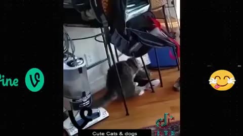 animals