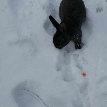 Disaster averted, for the void floof has been appeased with food.#SparklegleamFarm #Bunny #homestead