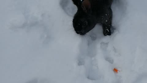 Disaster averted, for the void floof has been appeased with food.#SparklegleamFarm #Bunny #homestead