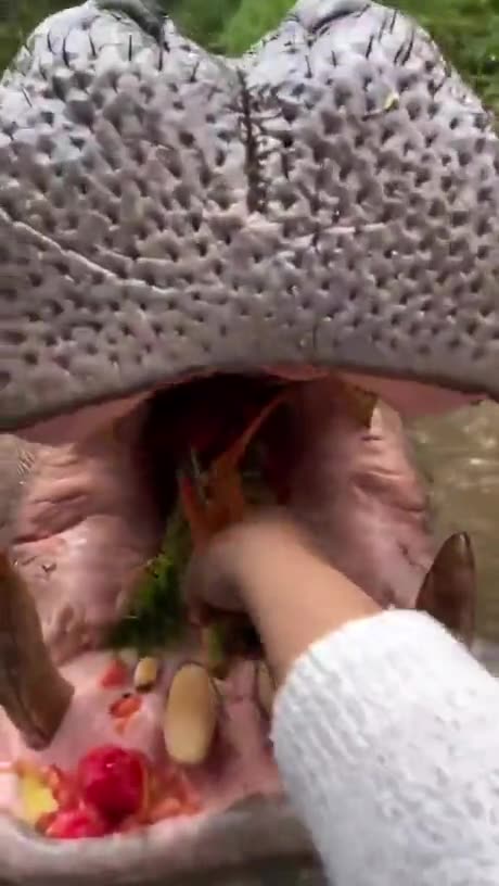 Even animals collect tolls if you drive through!