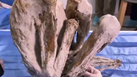🔍👽 Paloma's Hair: A Close Look at the Gray Tridactyl! | TheTruthAbove