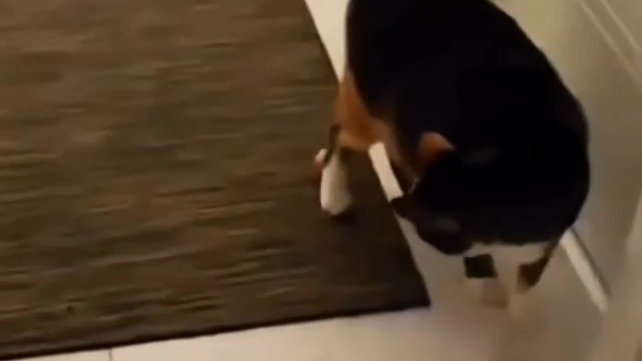 Cat Attacks Human😂🥰