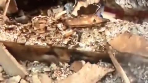 California fire - dead body???? *graphic*