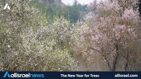 Tu Bishvat 2025: How Israel's New Year for Trees Brings Hope for Recovery