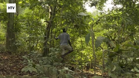 Elephant & African Wildlife #12 – Majestic Giants of Gabon