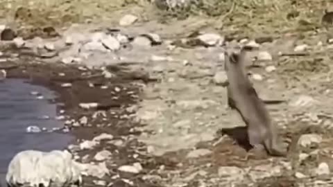 Law of Nature = Escape for Survival