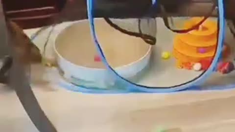 Funny video