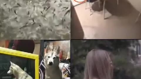 top secret file # mystery things