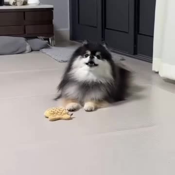 Mischievous Black and Gold Pomeranian