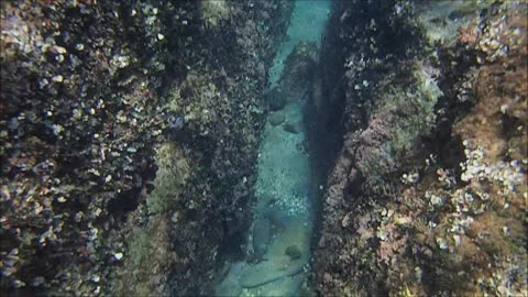 Snorkeling in Khalkidhiki, Greece.