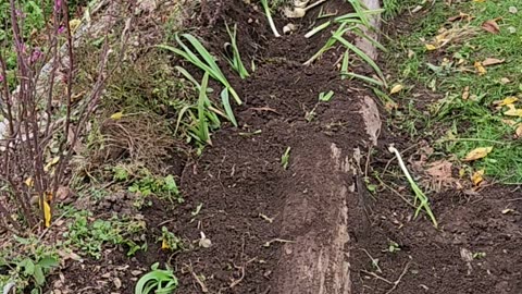 Planting last minute garlic before first snow