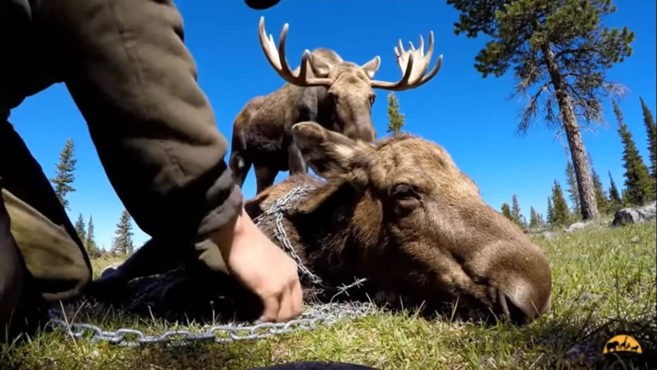 Animal Rescue 2