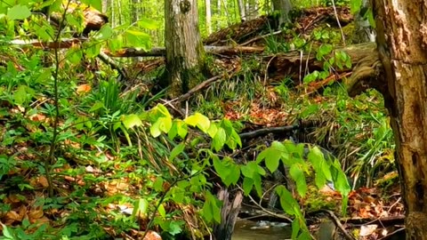 Daily Horoscope | Taurus 🌟