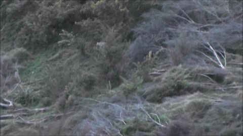 Big Boar down