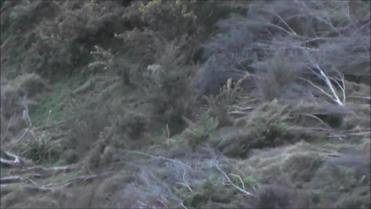 Big Boar down