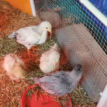 Lemongrab and the chickens chowing down on some morning grub. #SparklegleamFarm #Lemongrab #Chicken