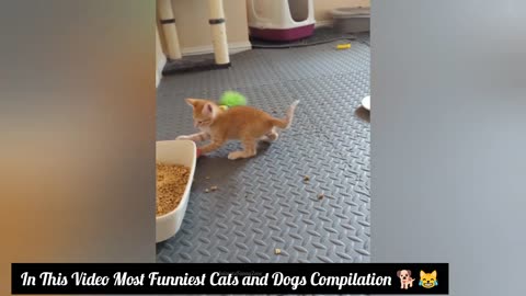 Viral cats and dogs funny videos