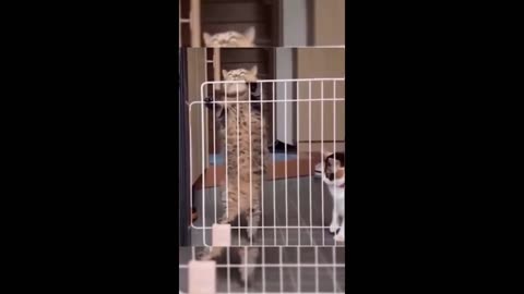 Ultimate Pet Antics – Hilarious Cats & Dogs Compilation