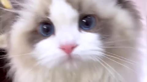 Cute Cats