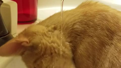 Kitten Discovers Tap Water