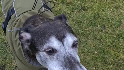 Meet Walter: My 12-Year-Old Lurcher Who Still Runs Like the Wind! 🐾