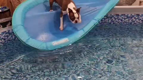 Boston Terrier learns to swim