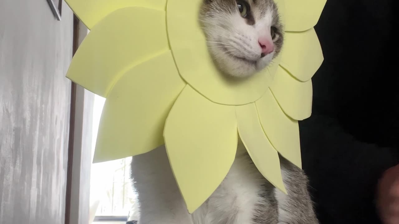 Cat Celebrates Spring Day