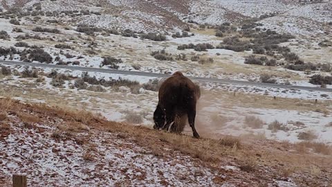 Bison Rolls In Dirt On Snowy Day