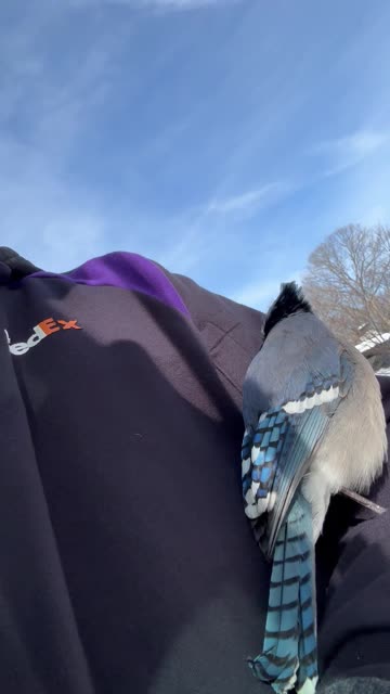 Delivery Driver Makes Friends With a Blue Jay