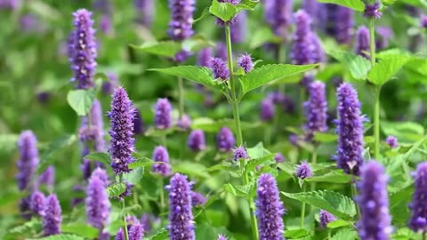 20 Biblical Plants That Will Heal You Instantly