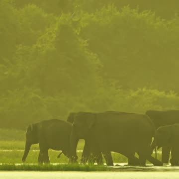 Majestic Elephants of Sri Lanka 🐘🍃