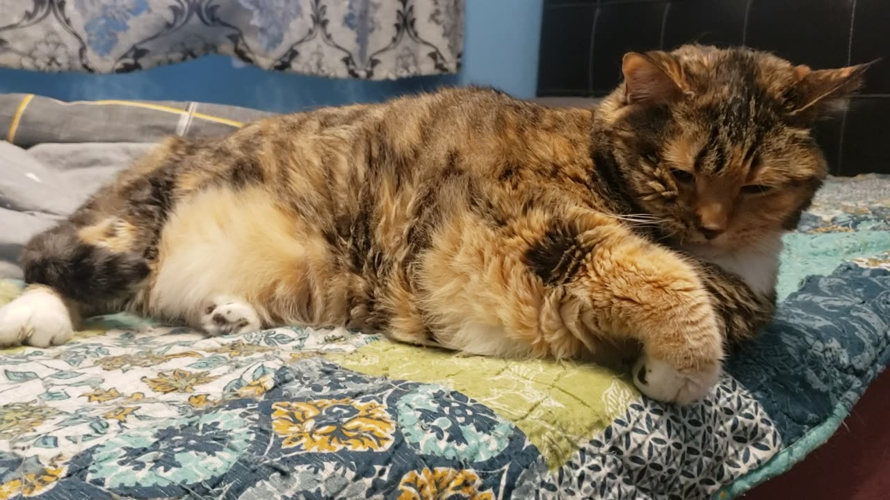 Adorable Cat Nap to Surprise Wake-Up Face