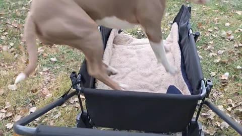 It's Lily's Turn for a Wagon Ride