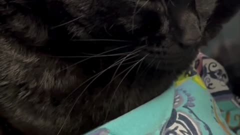 Cute Precious Piper Rests Her Head on Her Paw - My Adopted Shelter Cat Vlog #shorts