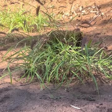 Australian wild life